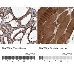FBXW8 Antibody, Novus Biologicals 0.1mL; Unlabeled:Antibodies, Polyclonal